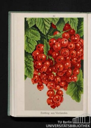 Johannisbeeren rot, weiß, schwarz, je nach der Reifezeit geordnet. Erstling aus Vierlanden. Rheinland II (Hönings).