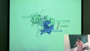 Protein DNA recognition by Hox-cofactors complexes