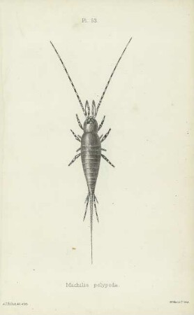 Plate LIII. Machilis polypoda.