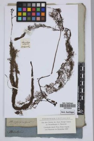 Utricularia vulgaris L.