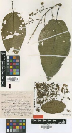 Miconia steinbachii Markgr. [type]