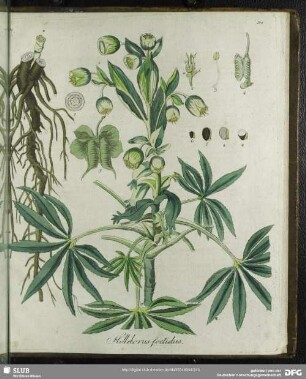 Helleborus foetidus
