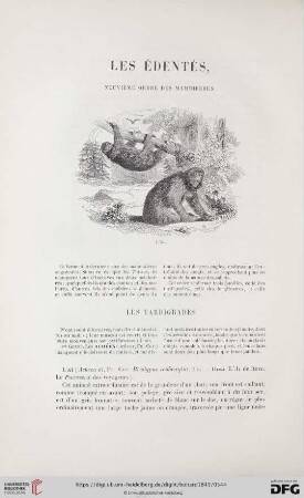 Les édentés, neuvième ordre des mammifères