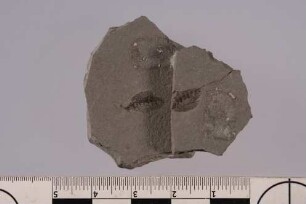 Zweiflügler (Diptera)