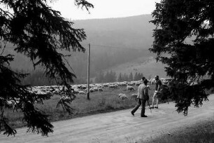 Schafherde am Lachenwasen bei Todtnauberg mit Personen im Hintergrund
