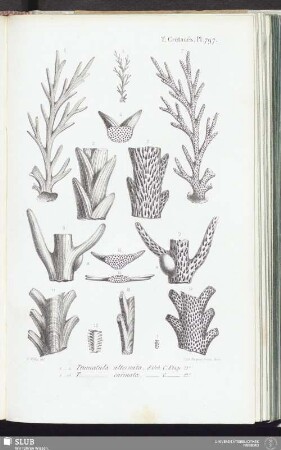 T. Crétacés, Pl. 797