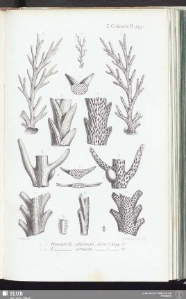 T. Crétacés, Pl. 797