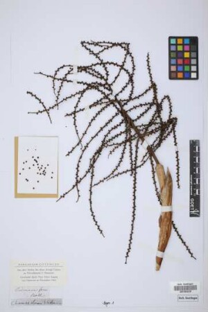 Chamaedorea lindeniana H.Wendl.