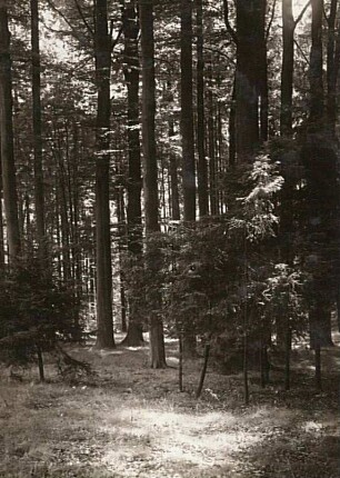 Rochlitzer Berg/Sachsen. Buchenhochwald mit unterständigen Fichten