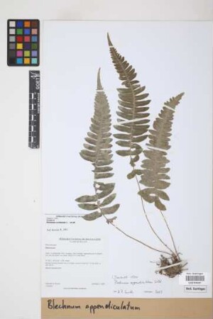Blechnum appendiculatum Willd.