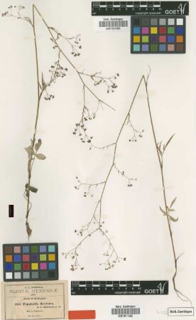 Pimpinella mexicana B.L.Rob. [type]
