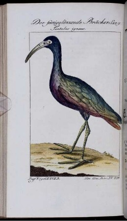 Der feuriggläzende Bracher. Tantalus igneus.