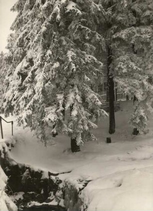 Winterwald beim Raupennest in Altenberg