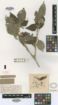 Croton sarcopetalus Müll.Arg. [isotype]