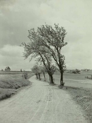 Altenberg, die Hohe Straße am Geisinberg mit Vogelbeerbäumen, ungepflasterter Fahrweg