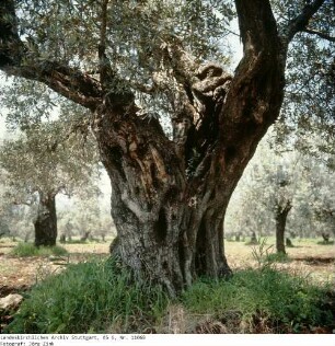Israel: Gethsemane