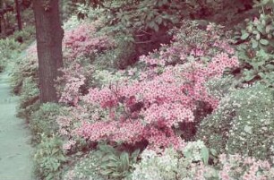 Schloss Eckberg, Park : Alpinum am Elbhang mit sommergrünem Rhododendron, Schloss Eckberg, Park