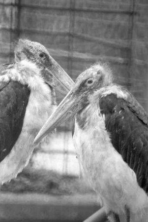 Anschaffung eines afrikanischen Marabu-Zuchtpaares für den Karlsruher Zoo