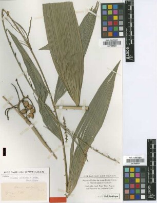 Calamus unifarius H.Wendl. [isotype]