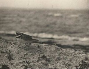 Halsband- oder Sandregenpfeifer (Charadrius hiaticula) hält in Nestnähe Ausschau. Glowe auf Rügen