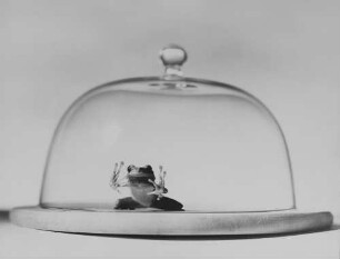 Archivfotografie "motive_tiere_zoo_froesche_17266"
