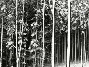Blick in den winterlichen Wald