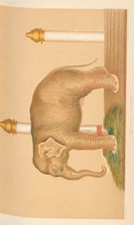 The white elephant