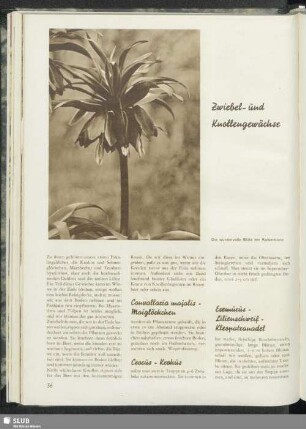 Zwiebel- und Knollengewächse