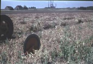 Erbsen-Ernte