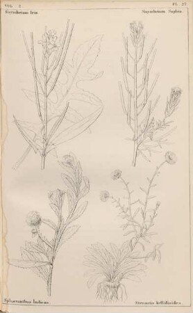 Vol. 2, Pl. 27