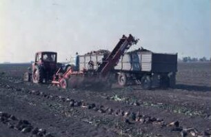 Fotografie: Erntetechnik, Zuckerrübe, Be- und Entladen, Parallelverfahren, LKW, Zweiachsanhänger, Schwadlader