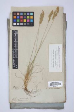Festuca glauca Lam