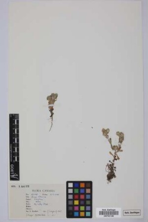 Filago pyramidata L.