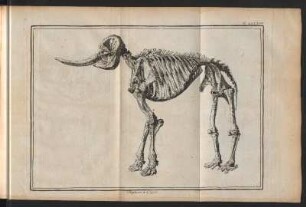 Elephant. 5.figure