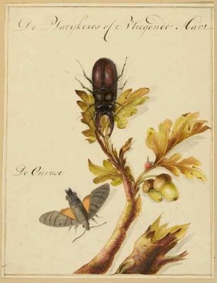 Ein Eichenzweig mit einem Johanneskäfer und einem Hirschkäfer, daneben ein Schmetterling