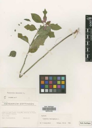 Euphorbia maculata L.