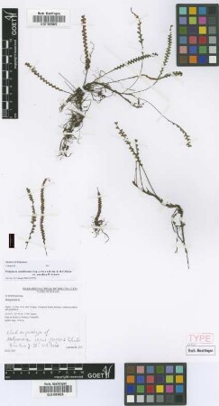Melpomene moniliformis (Lag. ex Sw.) A.R.Sm. & R.C.Moran var. Lehnert paradoxa