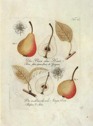 Tab. 81. Fig. 1. Die Birn ohne Haut [...] Fig. 2. Die wohlriechende Augustbirn [...]