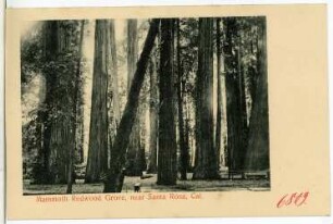 Santa Rosa. Mammoth Redwood Grove, near Santa Rosa, Cal.