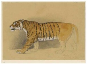Laufender Tiger