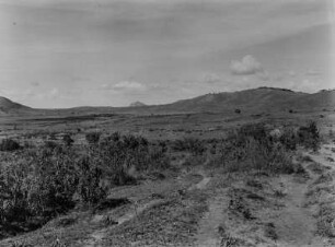 Savanne : Büsche und Gräser in der Savanne Tansanias