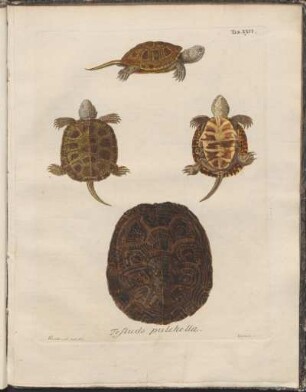 Tab. XXVI: Testudo pulchella