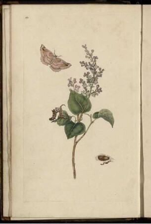 Pl. 181 [bis] Pl. 190 [Pl. siehe arabische Paginierung]