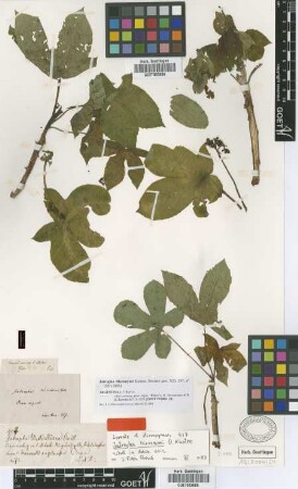 Jatropha weddelliana Baill.
