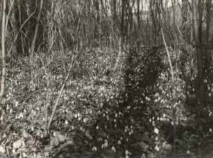 Weißes Schneeglöckchen (Amaryllidaceae). Blütenfeld