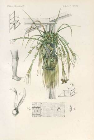 Pl. XXXVII