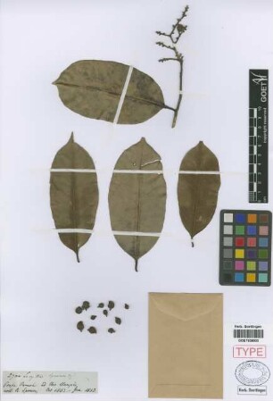 Lecythis spruceana O.Berg[isotype]