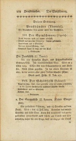 Dritte Ordnung. Brustbäucher