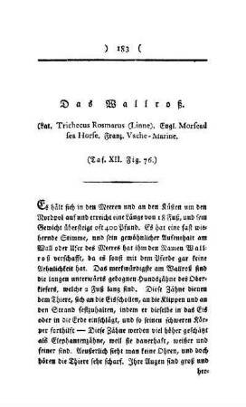 ¬Das¬ Wallroß : Taf. XII, Fig. 76
