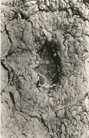 Fichtenrüsselkäfer, Großer brauner Rüsselkäfer (Hylobius abietis)